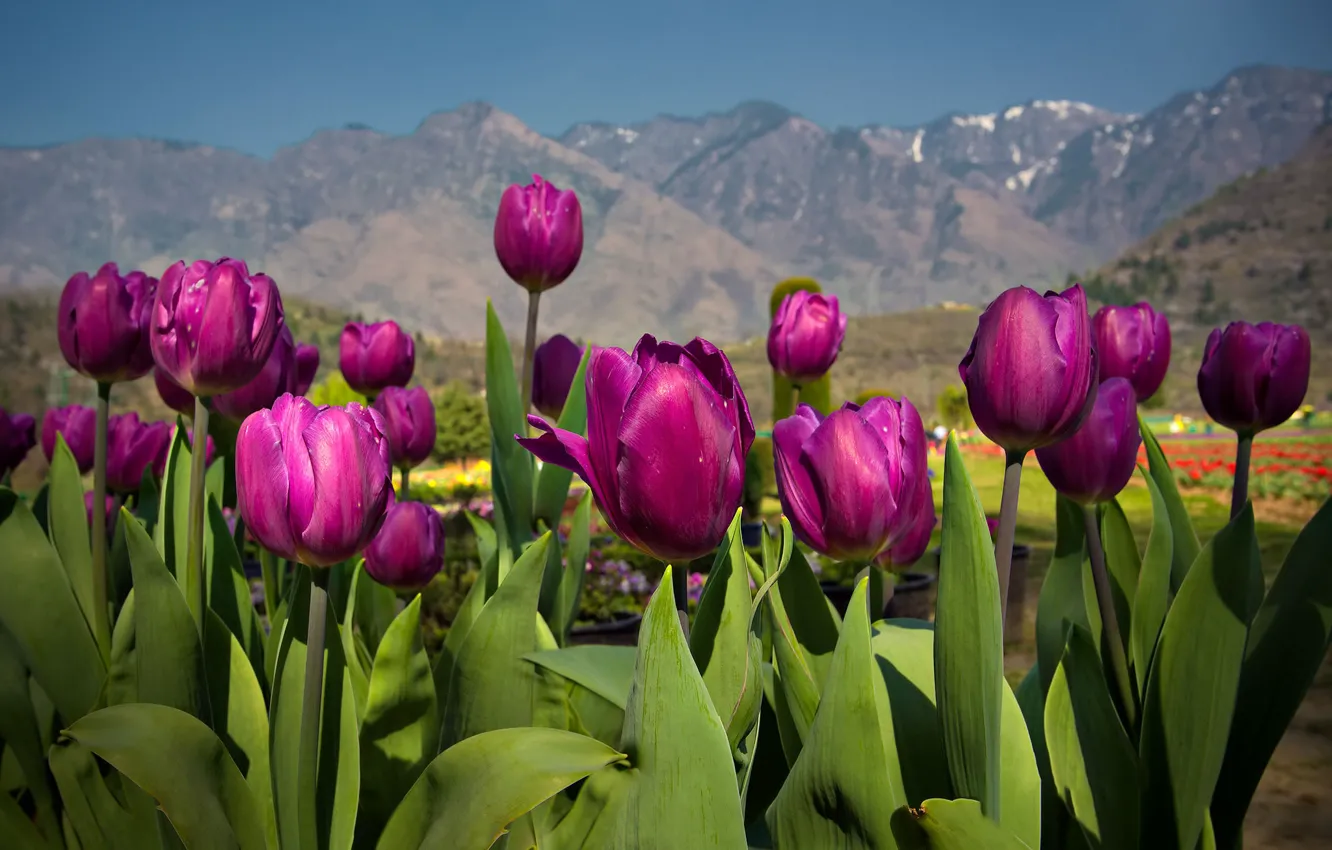 Фото обои горы, весна, тюльпаны