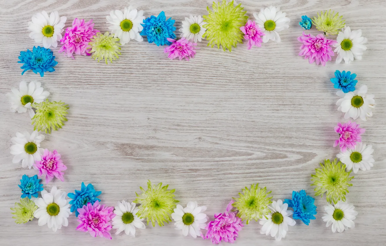 Фото обои цветы, фон, хризантемы