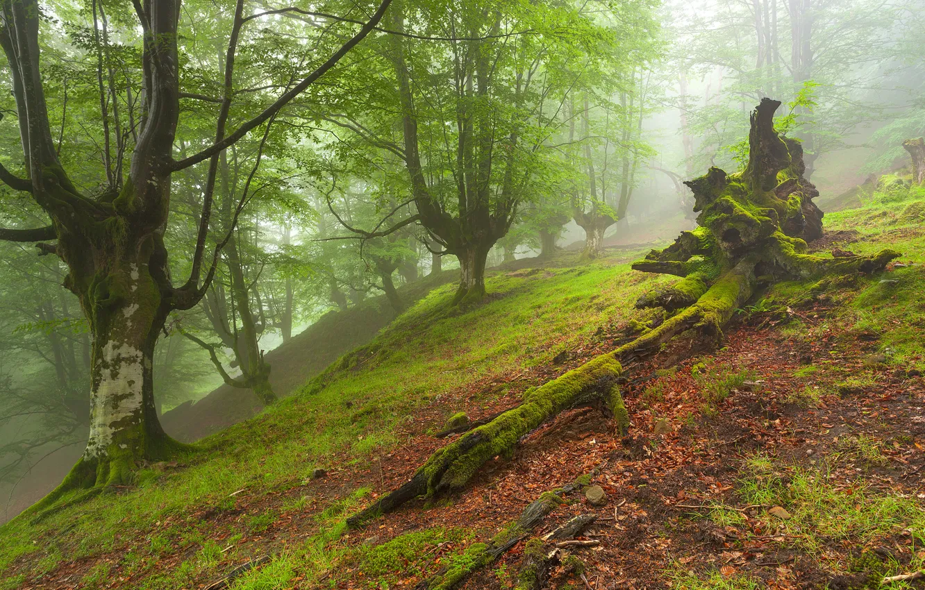 Фото обои лес, деревья, пейзаж, туман
