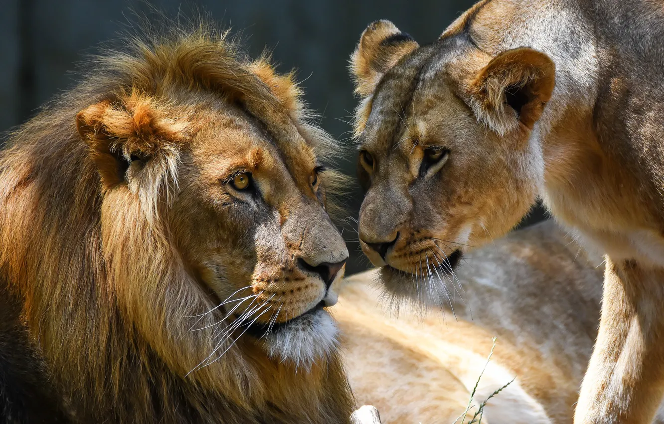 Фото обои взгляд, свет, природа, фон, лев, семья, пара, львы