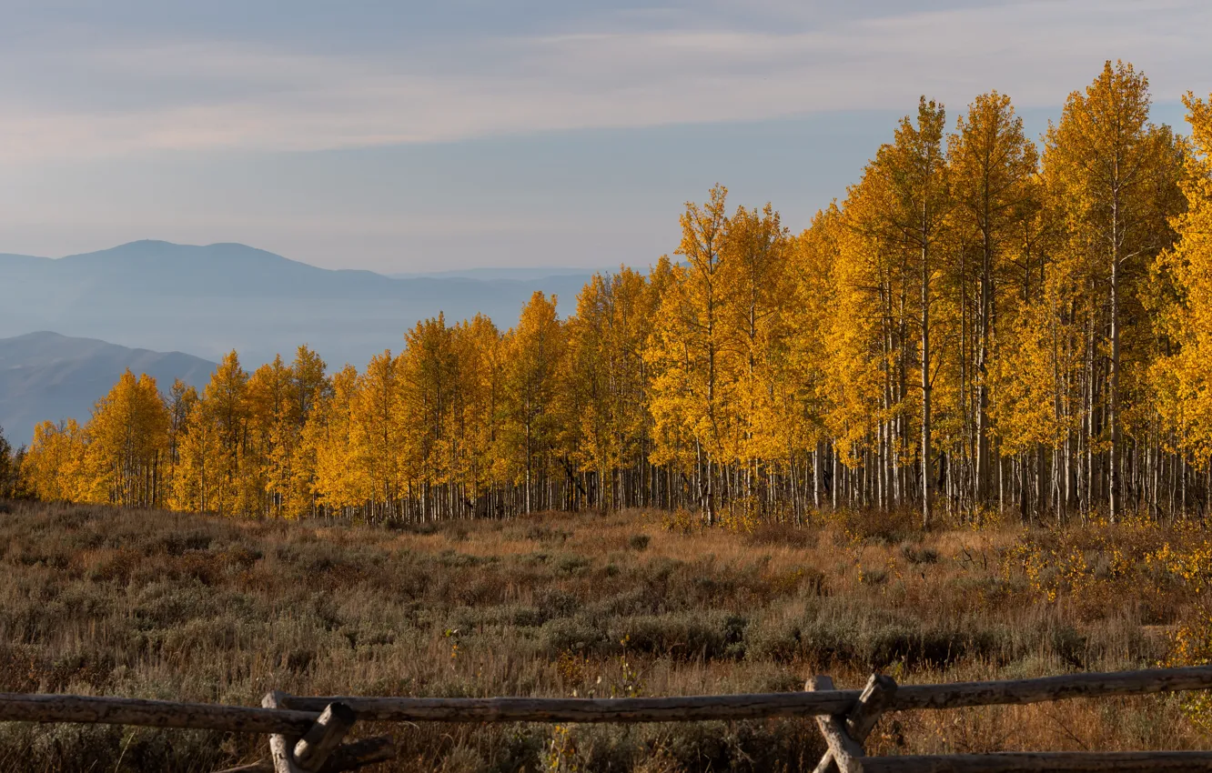 Фото обои осень, лес, пейзаж, горы, вид