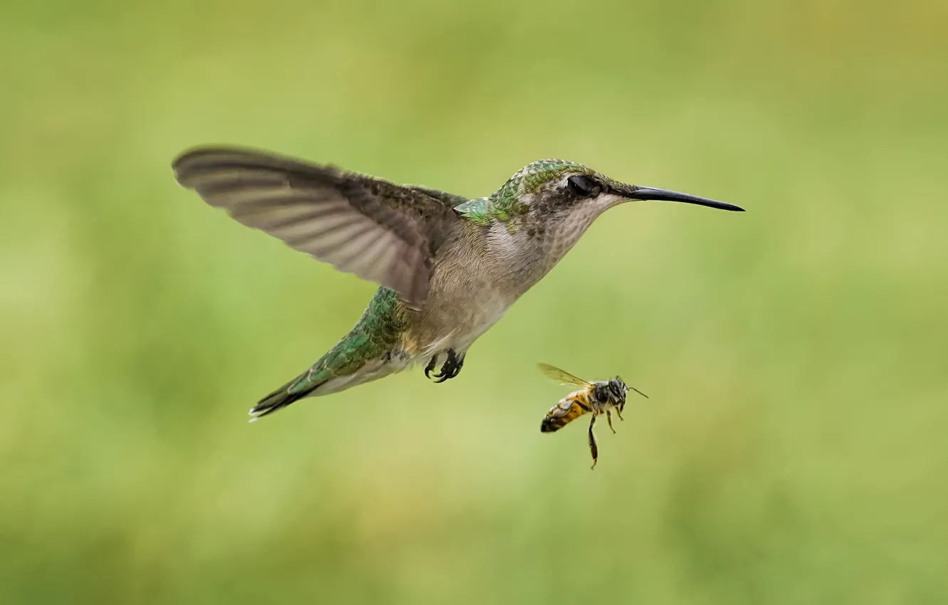 Фото обои пчела, птица, колибри, насекомое, в полете