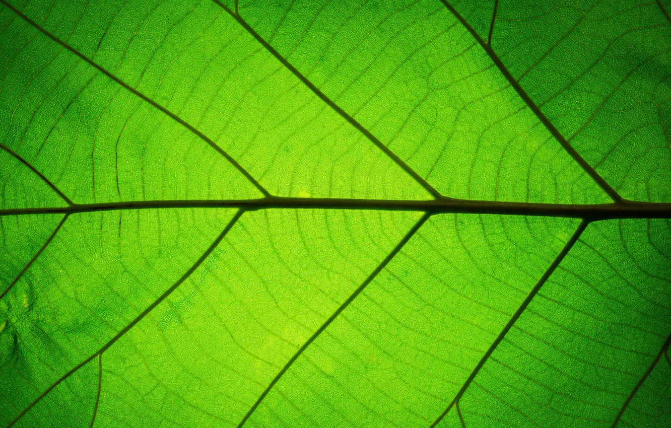 Фото обои зелень, лист, Текстура