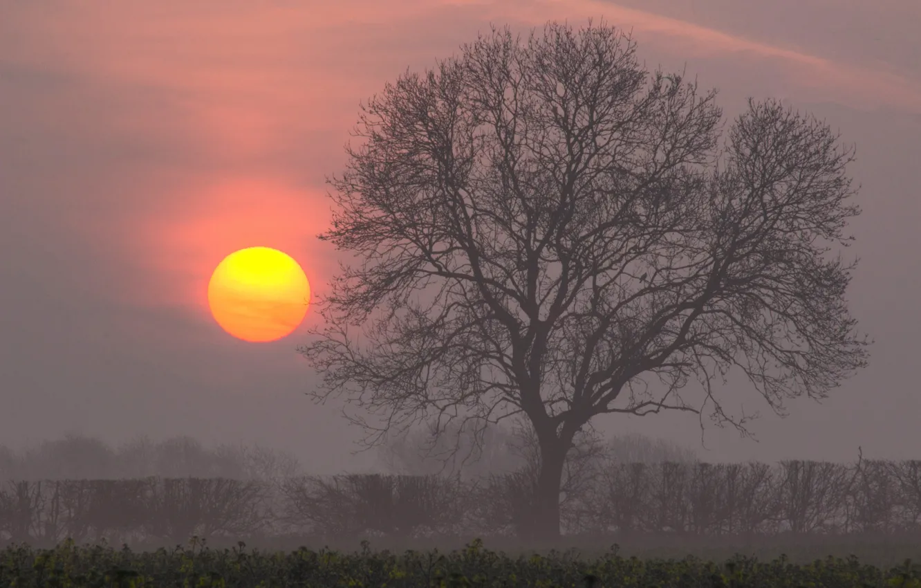 Фото обои солнце, дерево, рассвет, утро