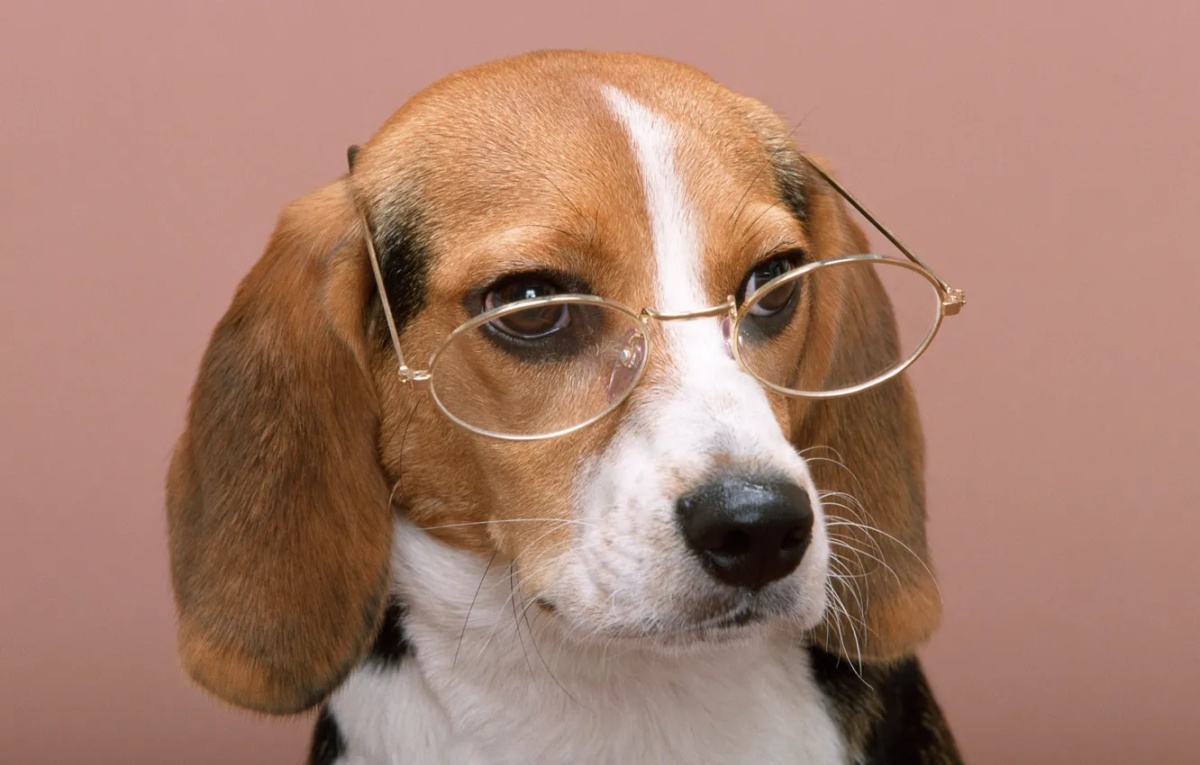 Фото обои собака, очки, glasses, wise dog