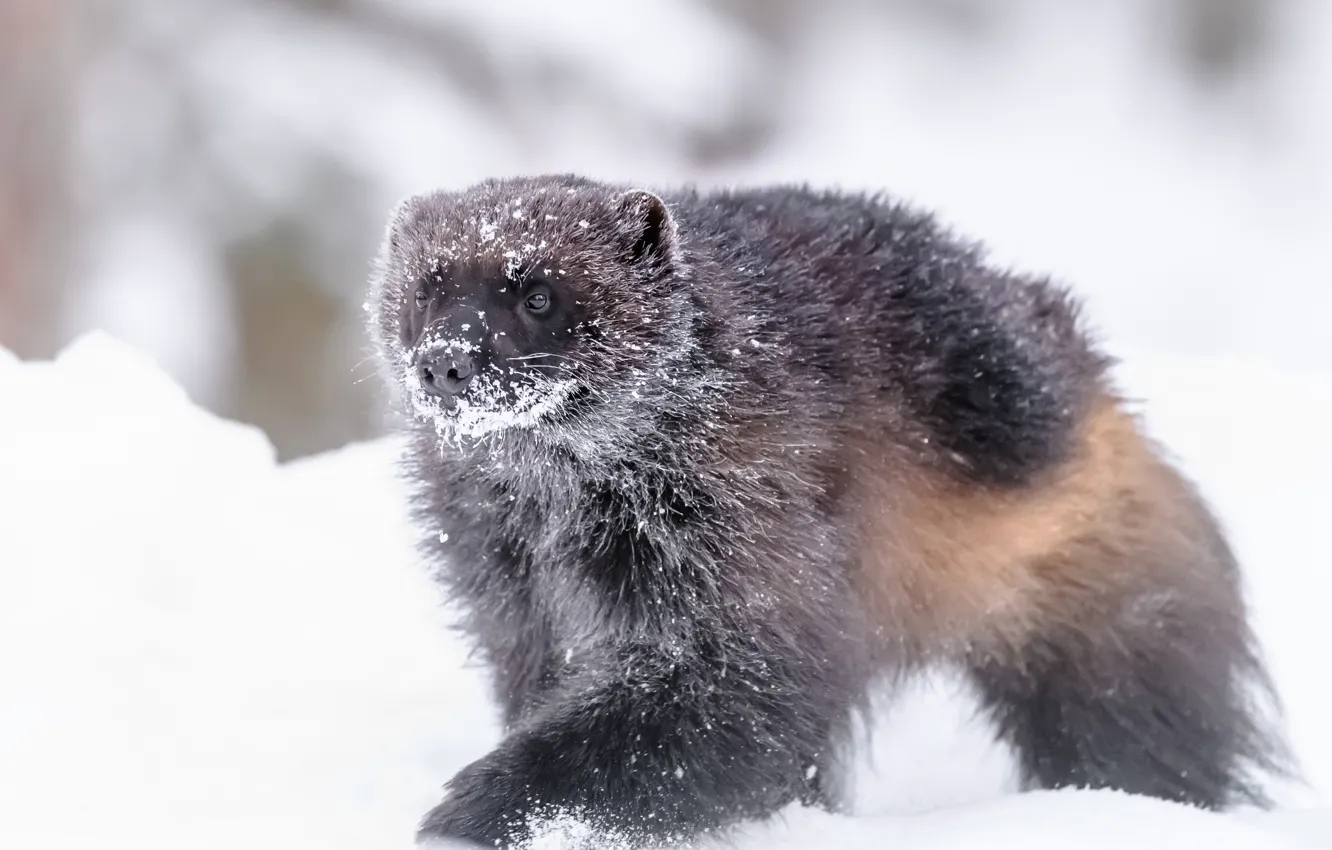 Фото обои зима, снег, Росомаха, Wolverine