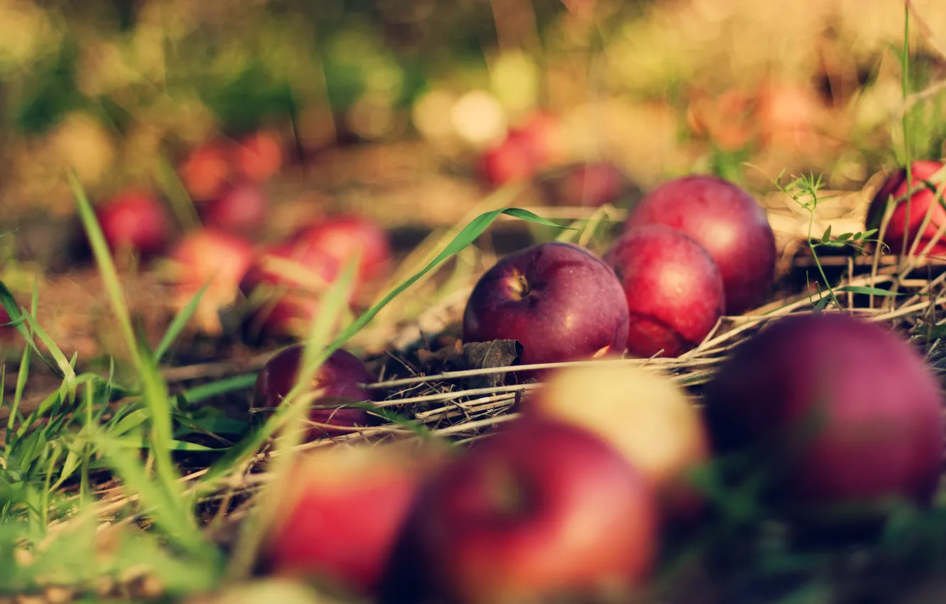 Фото обои трава, макро, земля, яблоки, apple, боке, bokeh, orchard
