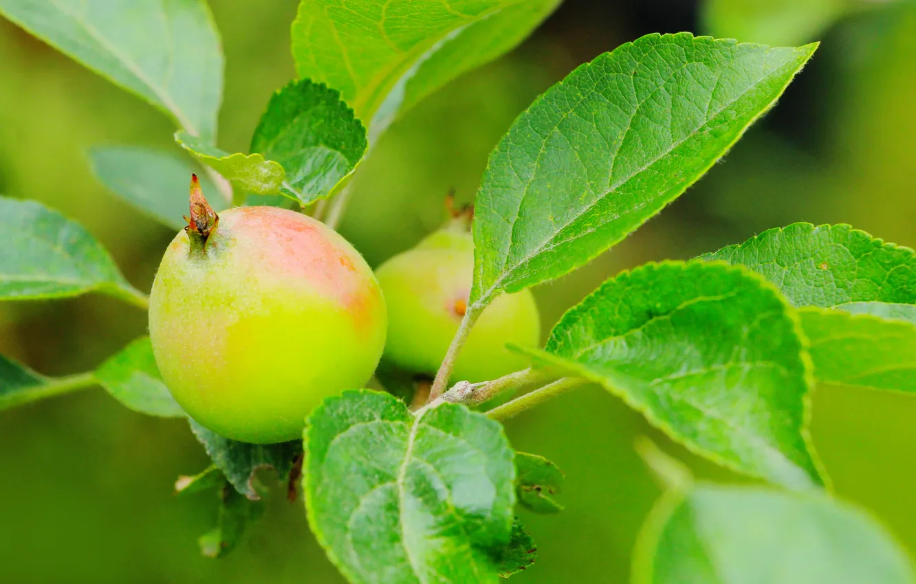 Фото обои apple, tree, twig