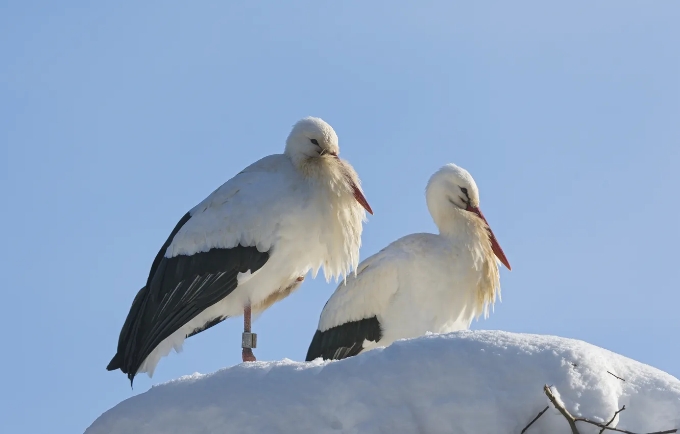 Фото обои снег, птицы, аисты