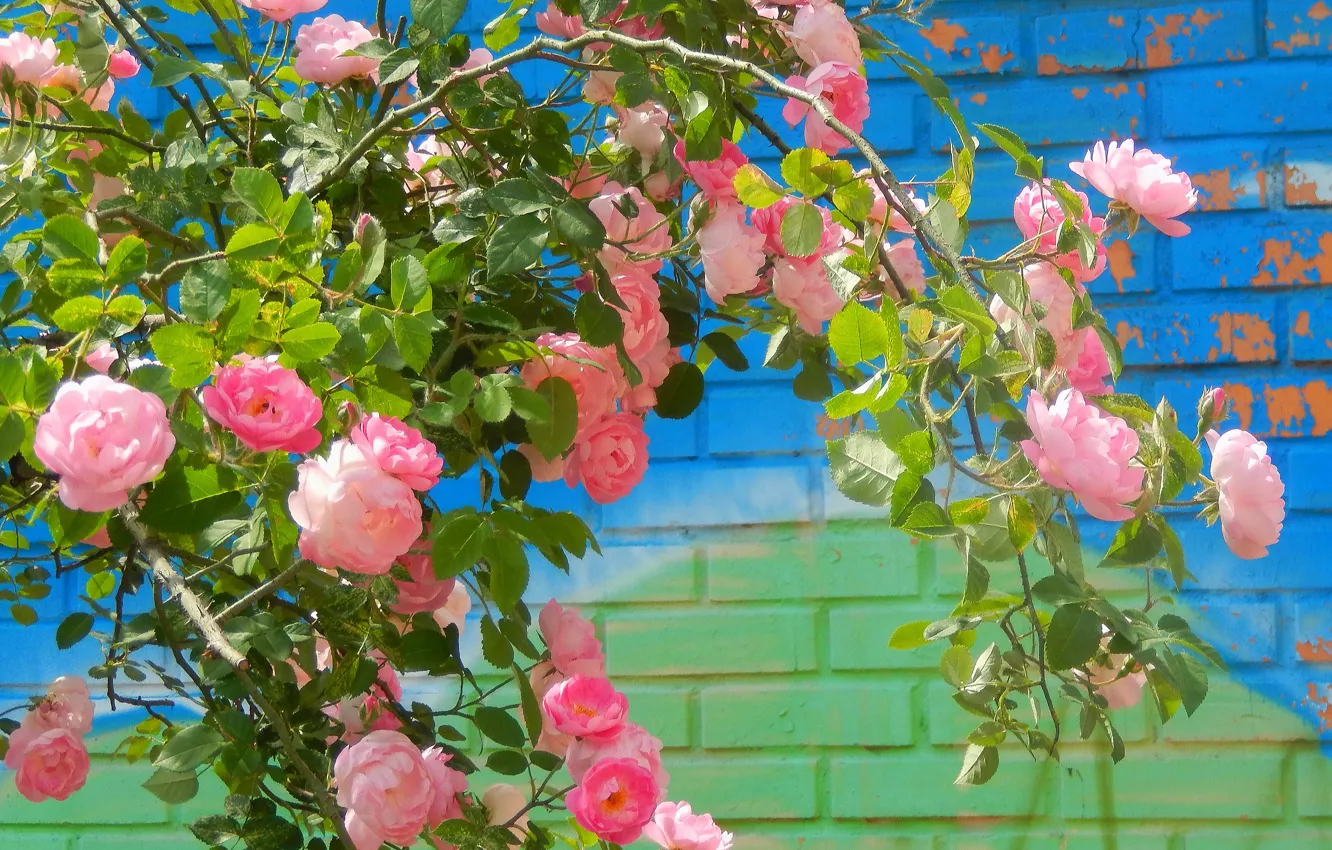 Фото обои цветы, widescreen, обои, роза, куст, wallpaper, широкоформатные, background