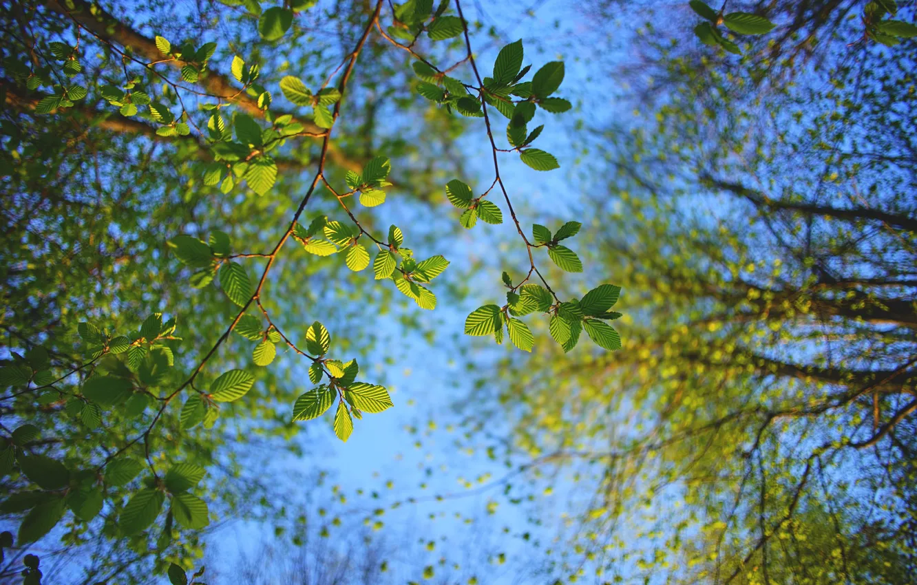 Фото обои небо, листья, деревья