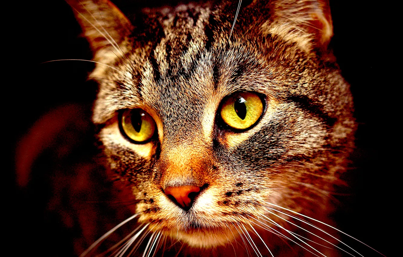 Фото обои морда, Кот, коричневый, cat, полосатый.