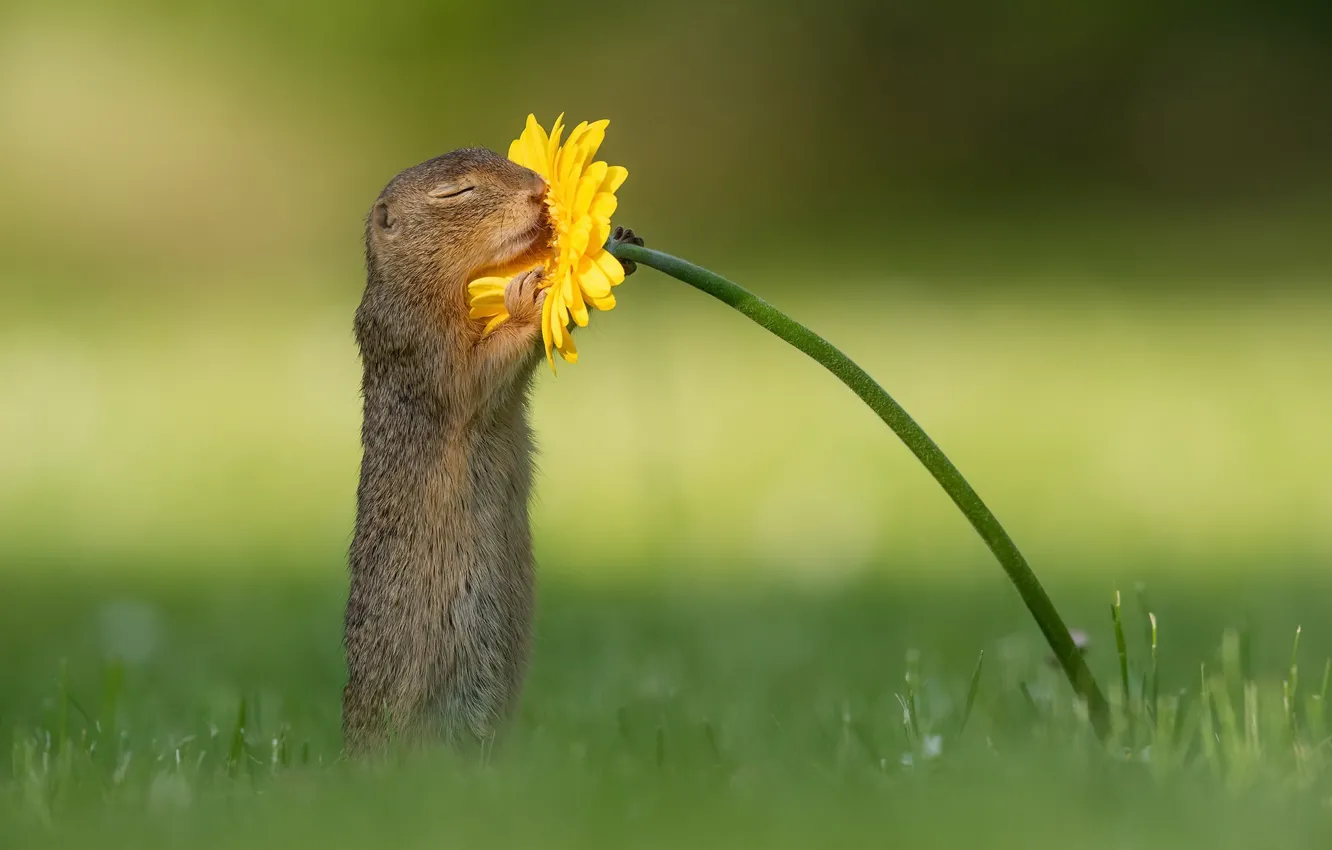 Фото обои flower, nature, squirrel, wildlife, smell