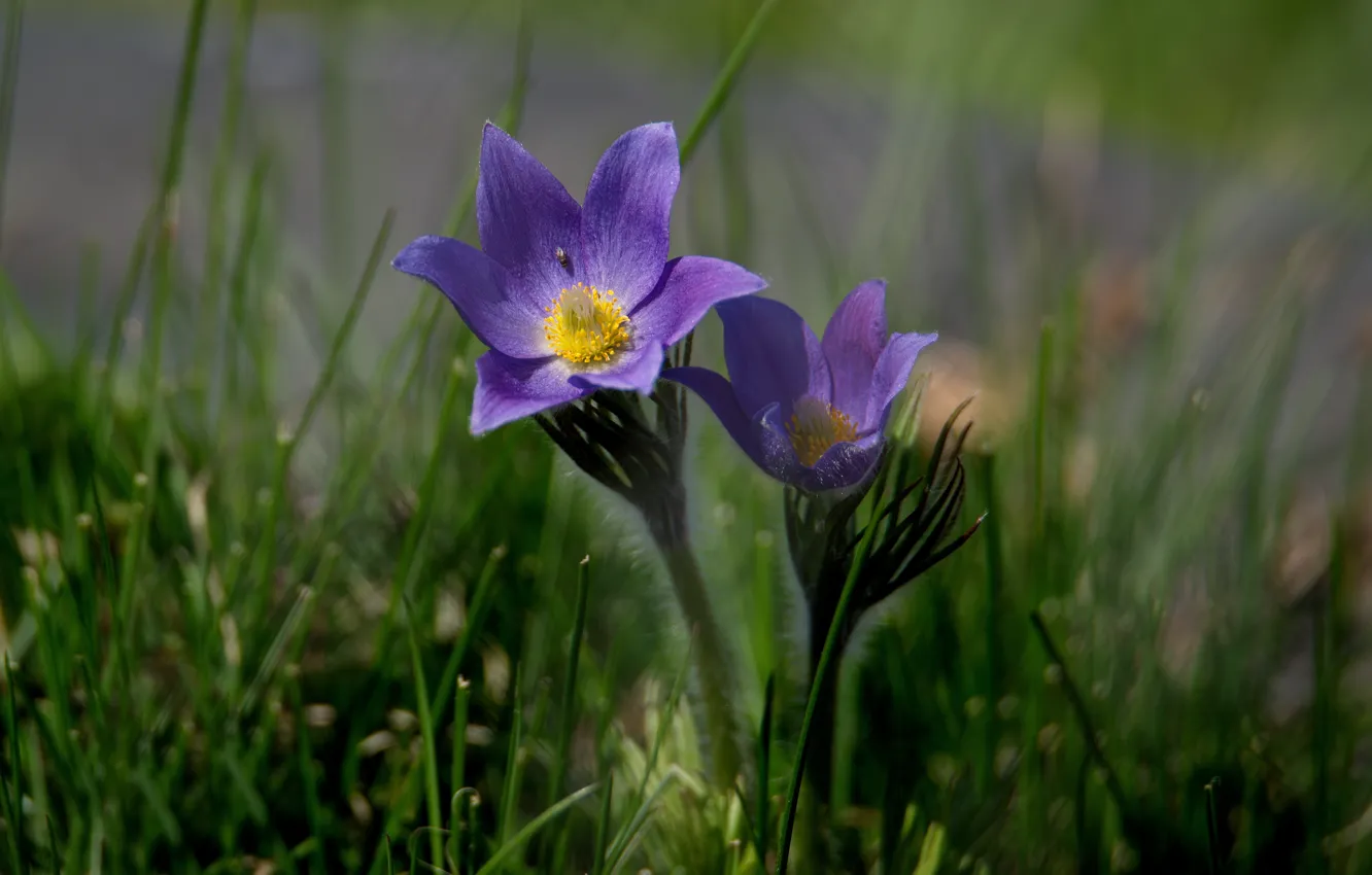 Фото обои макро, цветы, весна, сон трава