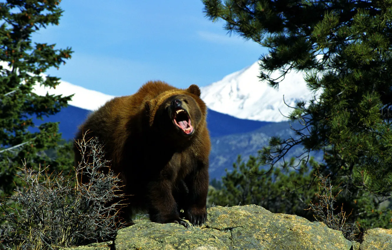 Фото обои природа, медведь, Животные, Бурый