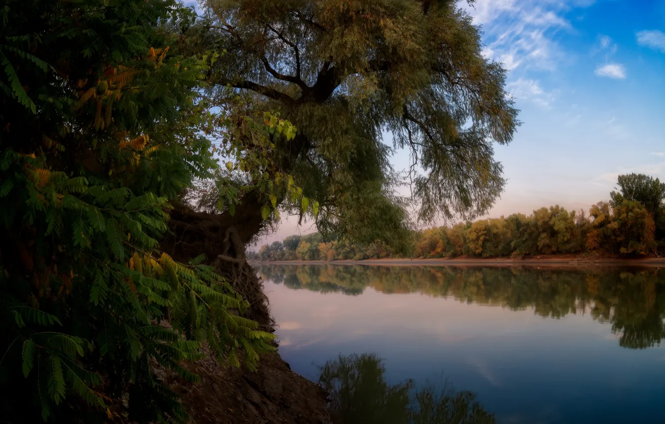 Фото обои осень, пейзаж, ветки, природа, река, дерево, вечер, Александр Плеханов