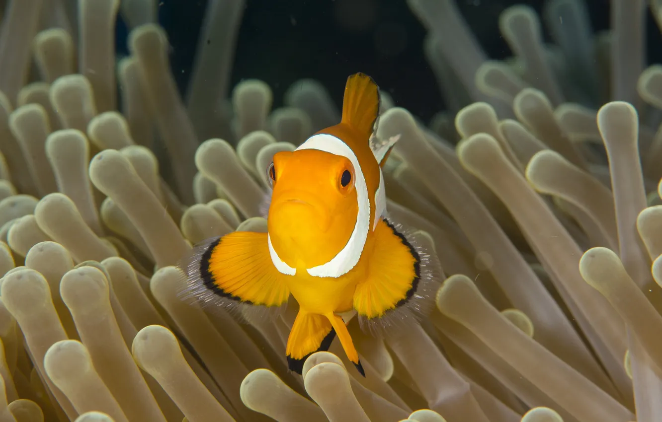 Фото обои fish, clownfish, sea anemone