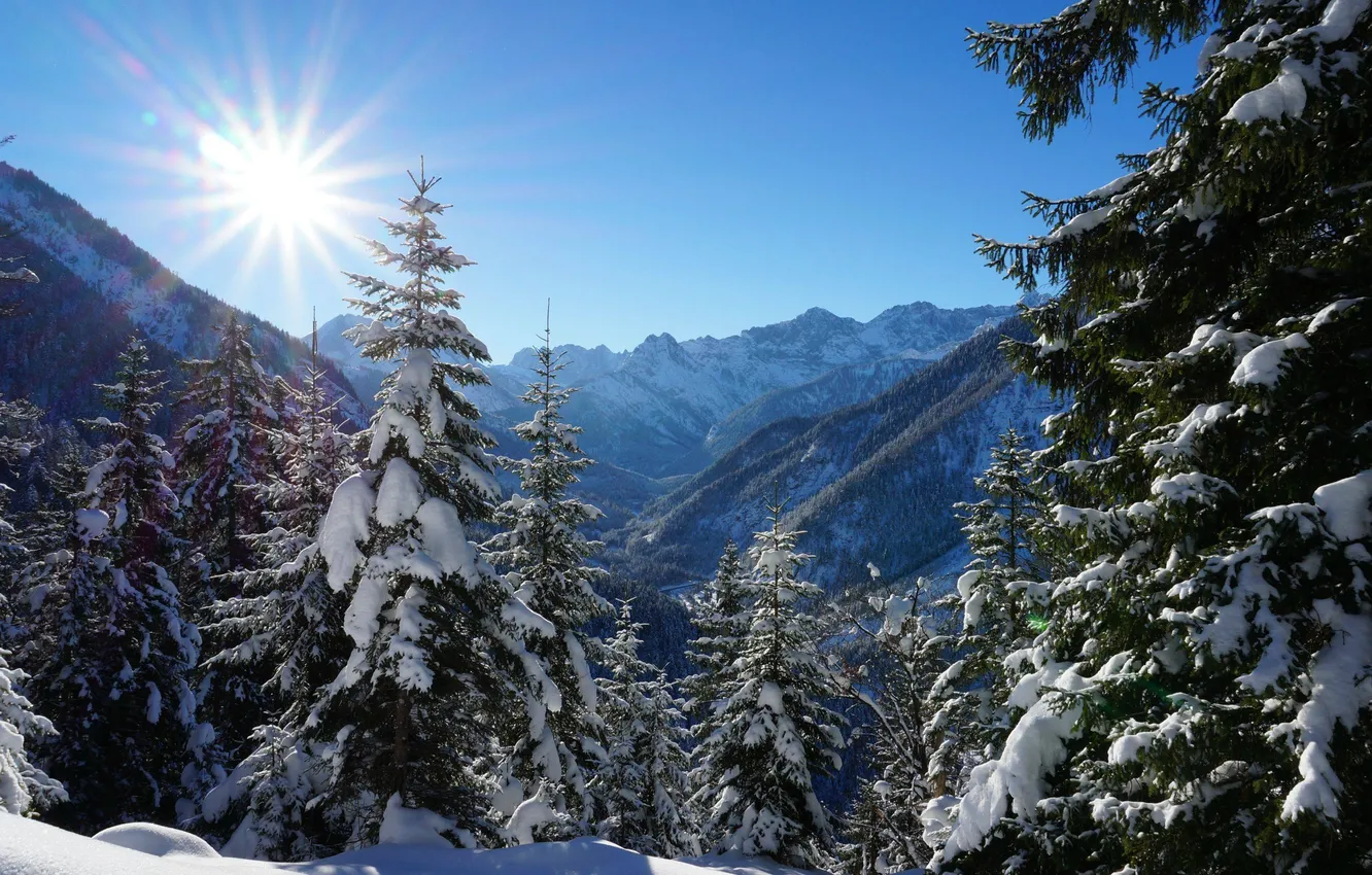 Фото обои зима, лес, небо, солнце, свет, снег, горы, елка