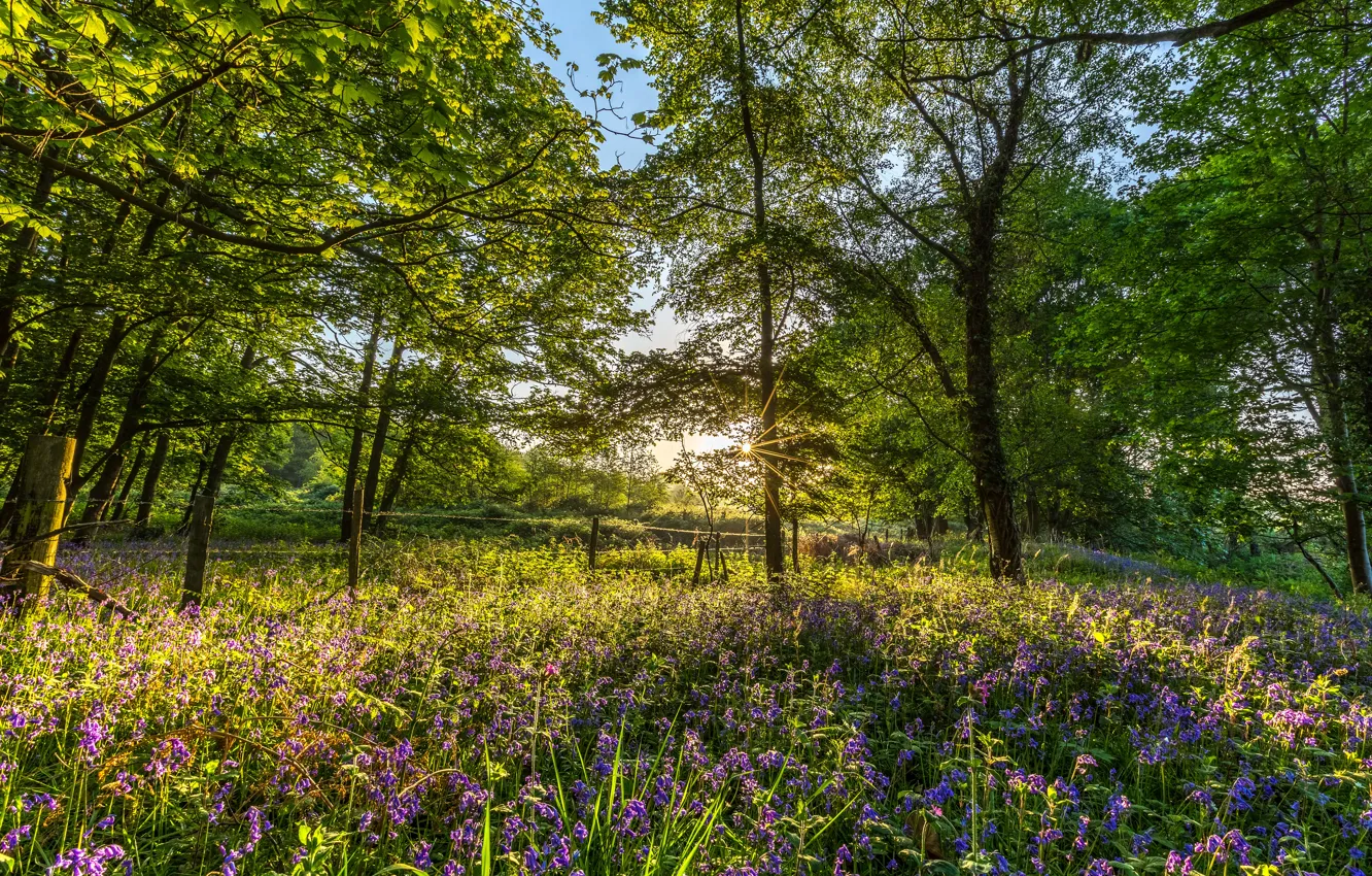 Фото обои деревья, цветы, Англия, колокольчики, England, Гэмпшир, Hampshire, Блэшфорд