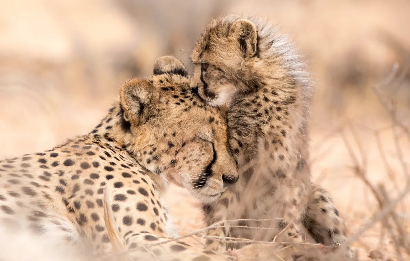 Фото обои природа, звери, Cheetah