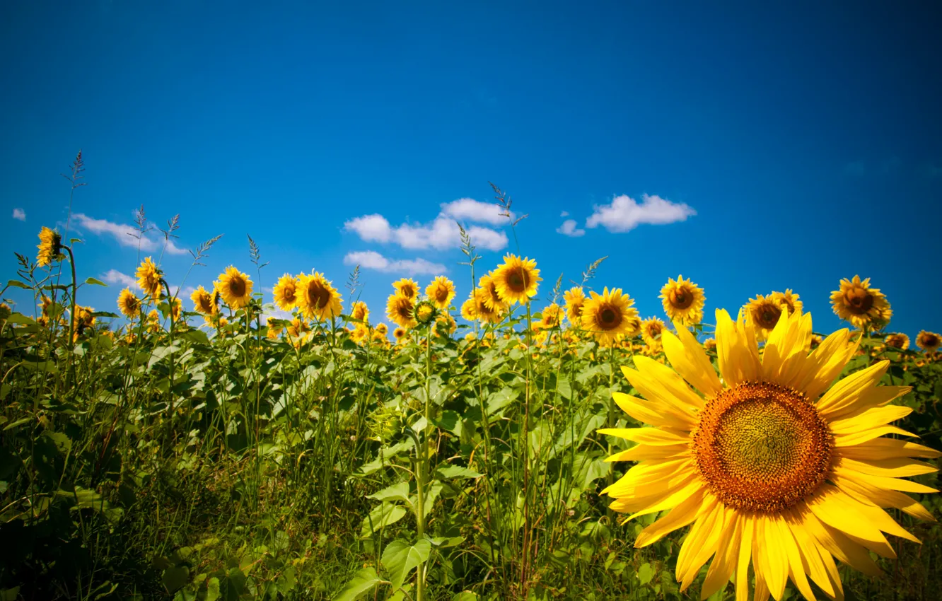 Фото обои поле, подсолнухи, природа, Nature, field, sunflowers