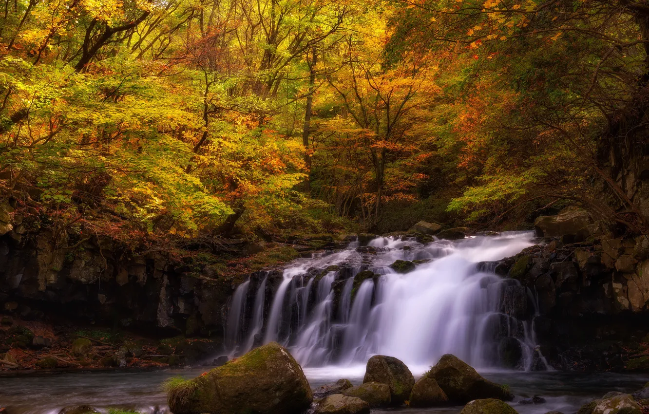 Фото обои осень, лес, листья, вода, свет, деревья, ветки, камни