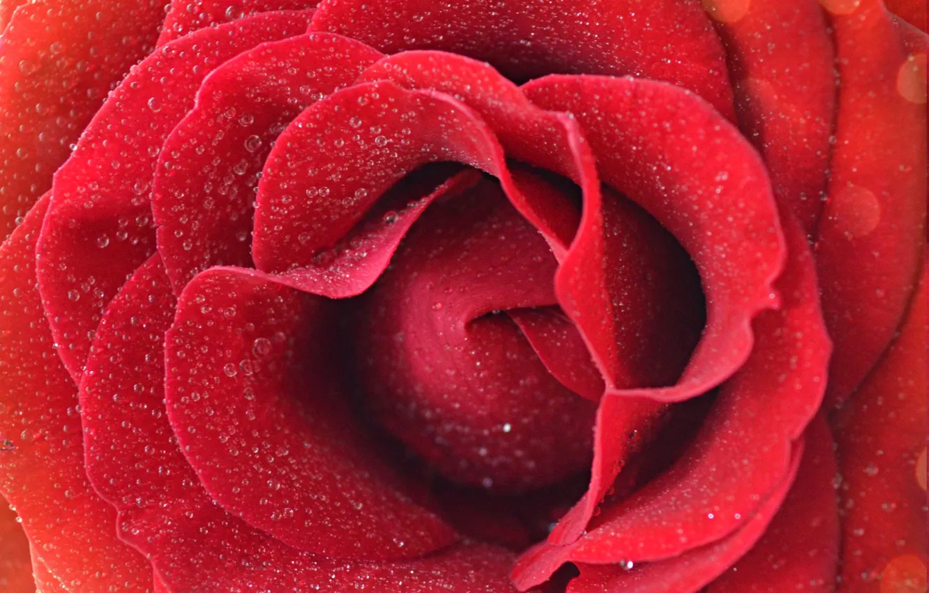 Фото обои цветок, красный, роса, фон, роза, лепестки
