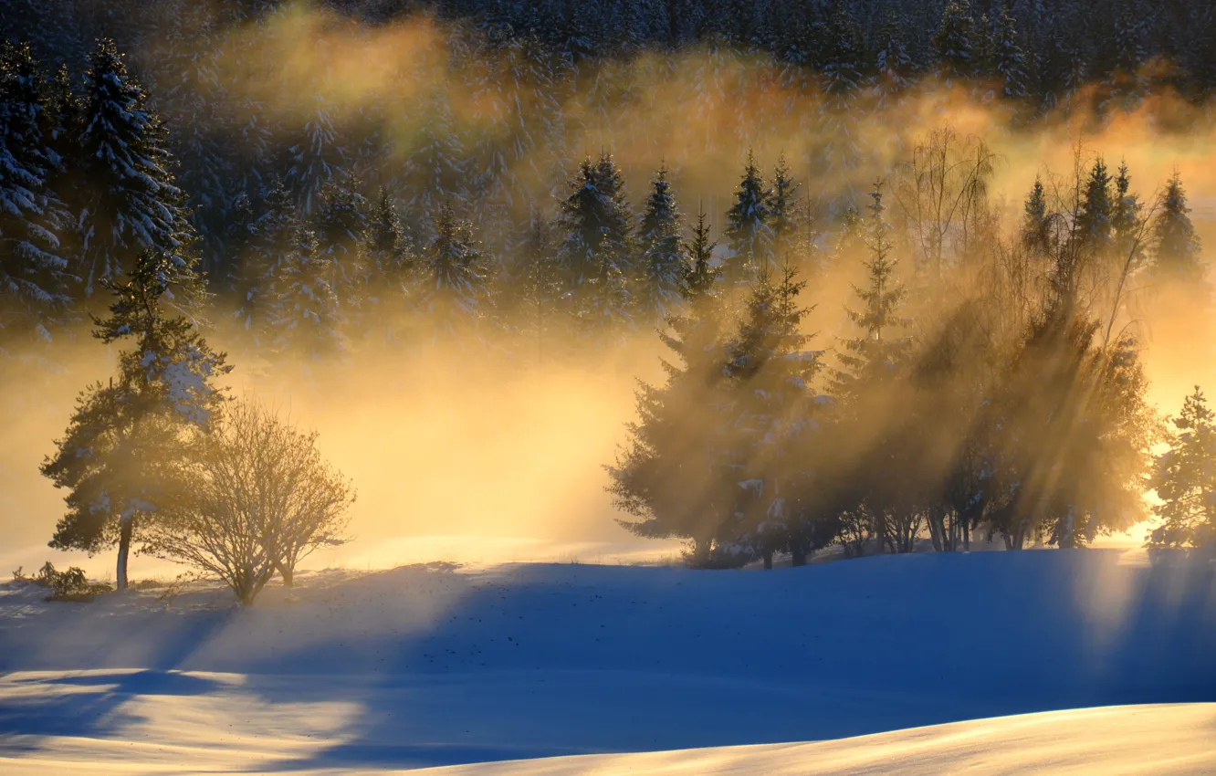 Фото обои лес, снег, пейзаж, утро