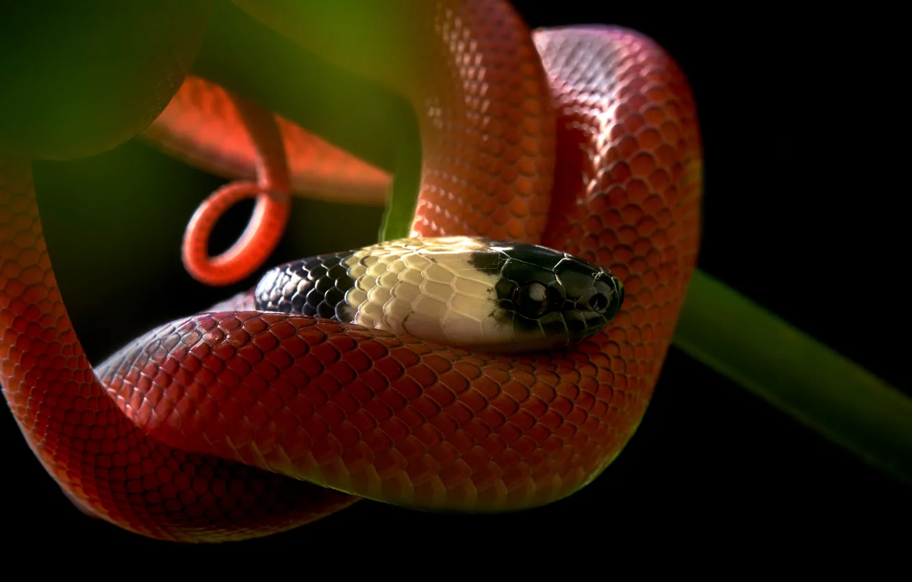 Фото обои взгляд, змея, стебель, черный фон, красная, рептилия