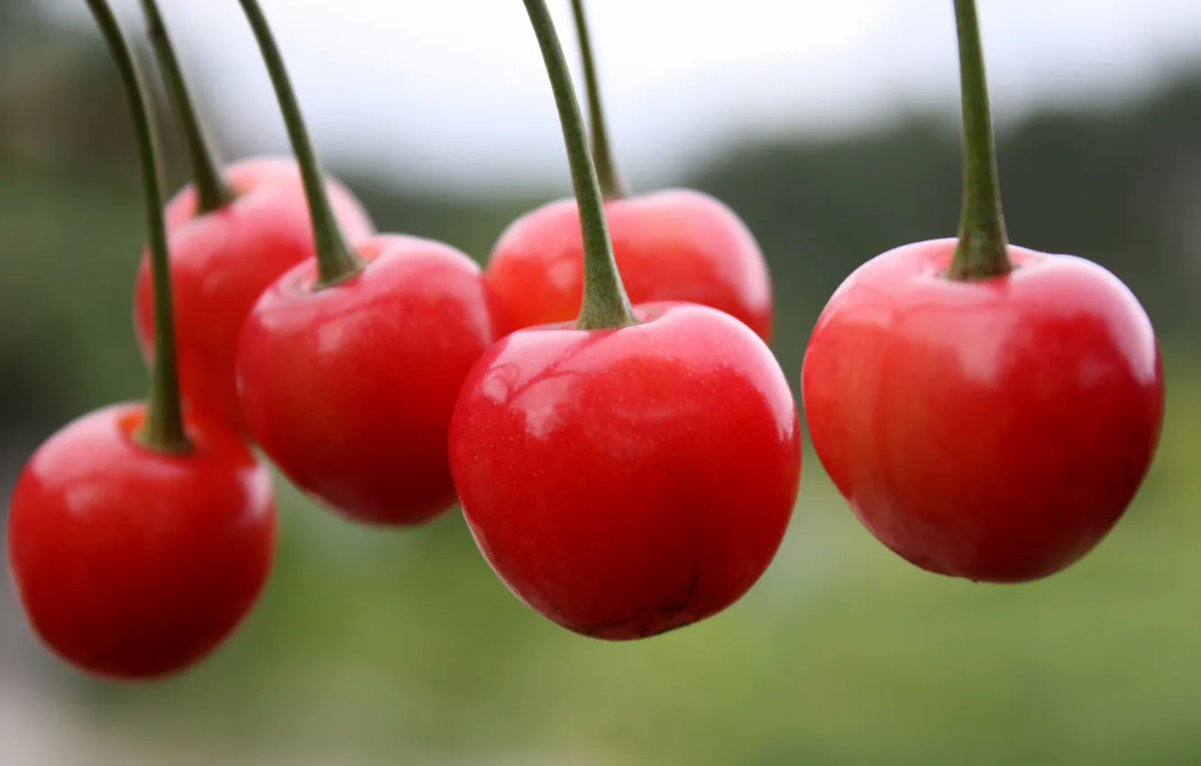 Фото обои красные, вишни, черешни