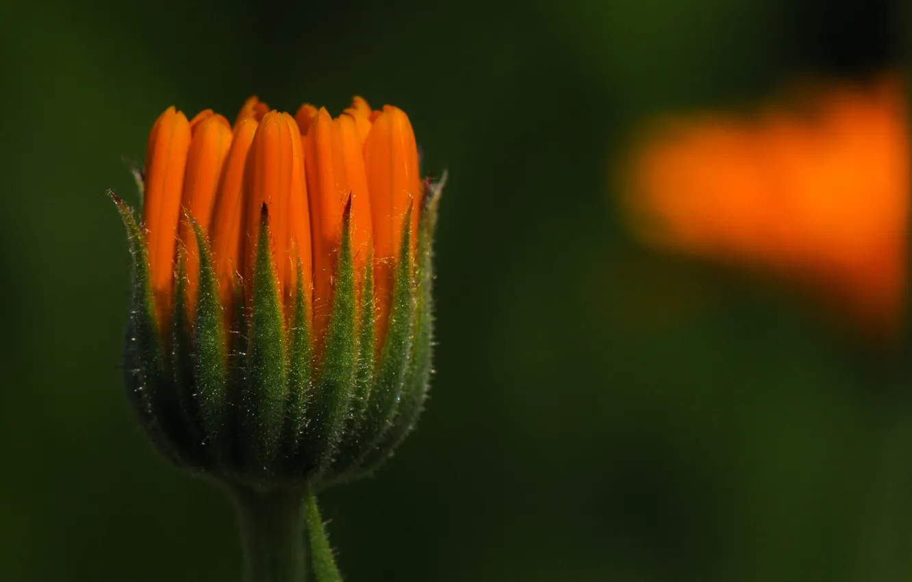 Фото обои цветок, оранжевый, бутон, календула