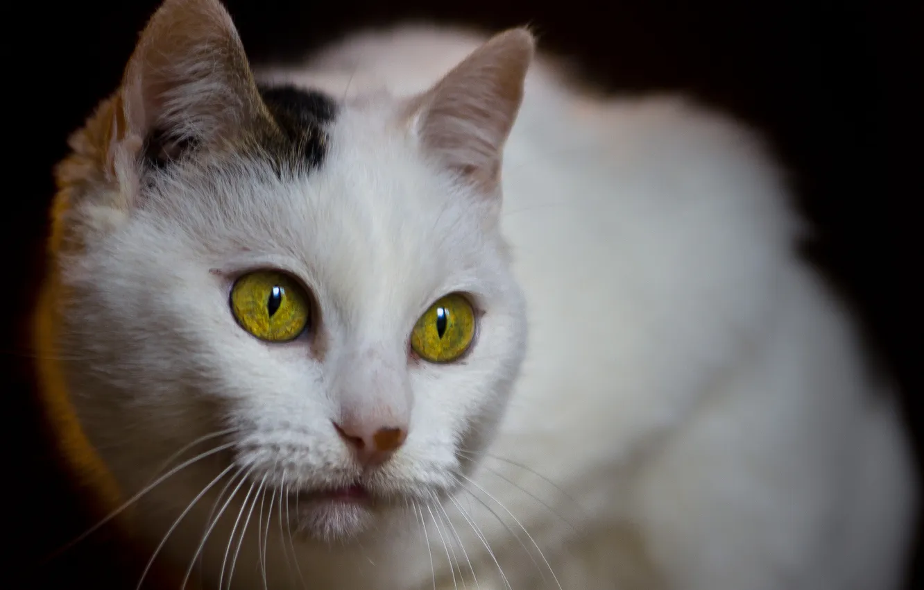 Фото обои кошка, глаза, желтые, белая, пятнистая