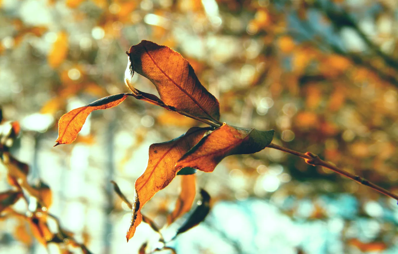 Фото обои осень, листья, природа, листва, листки, макро фото, осенние картинки
