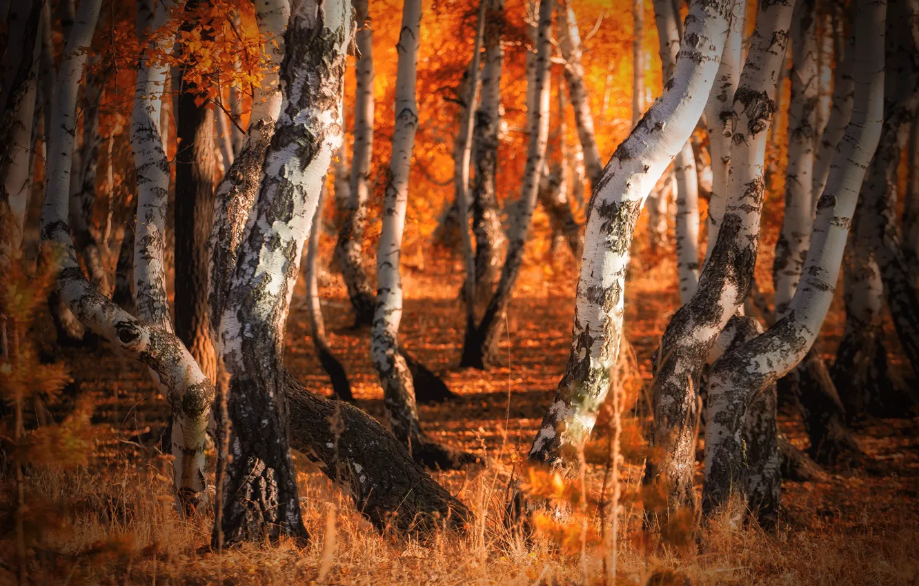 Фото обои осень, лес, берёзы
