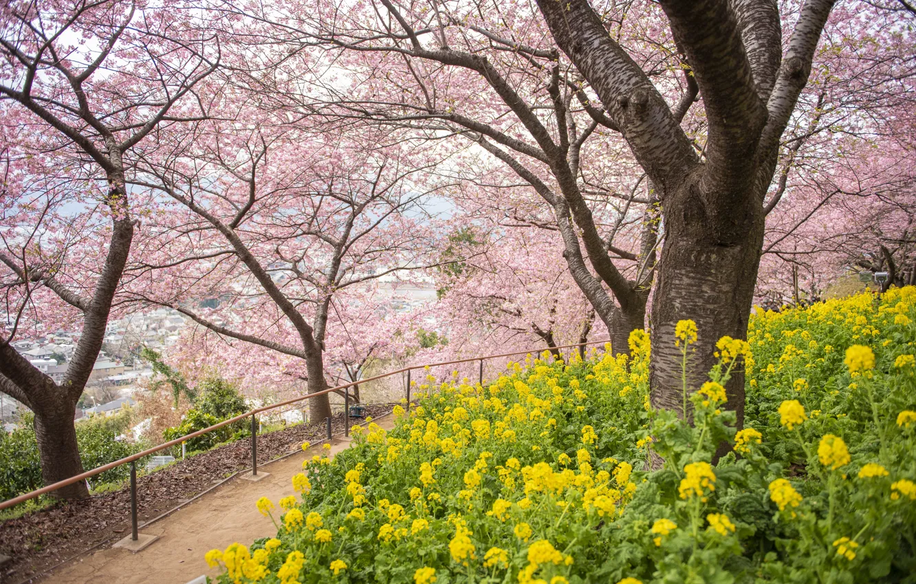 Фото обои деревья, цветы, парк, весна, сакура, цветение, pink, blossom