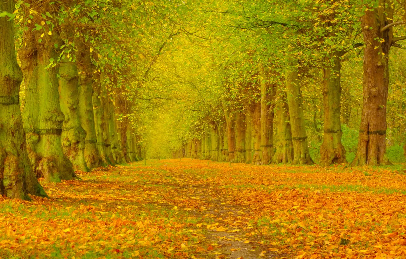 Фото обои осень, листья, деревья, парк, аллея