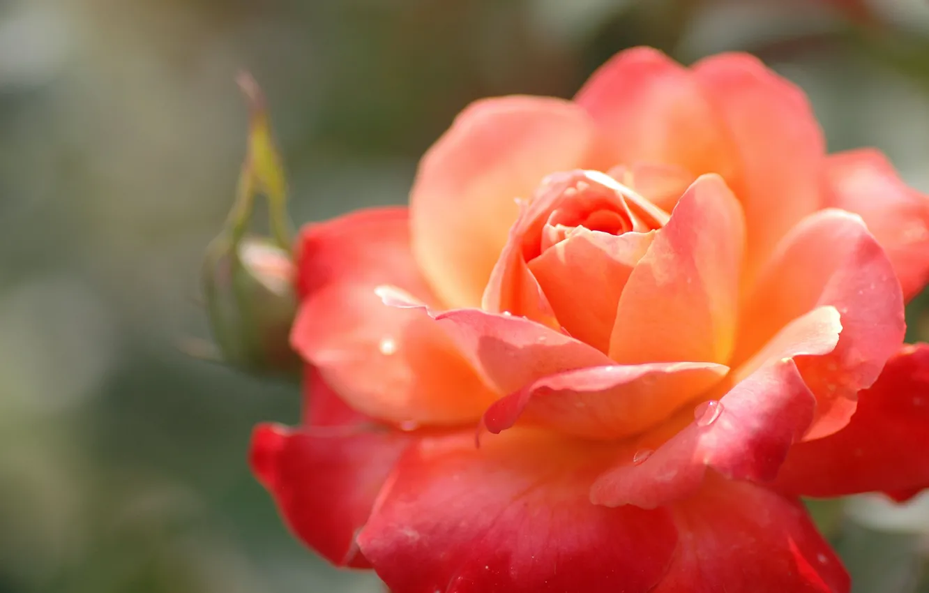 Фото обои цветок, капли, макро, роза, растение, цвет, оранжевая, лепестки