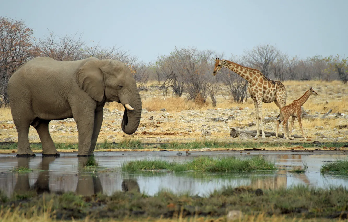Фото обои слон, жирафы, Африка