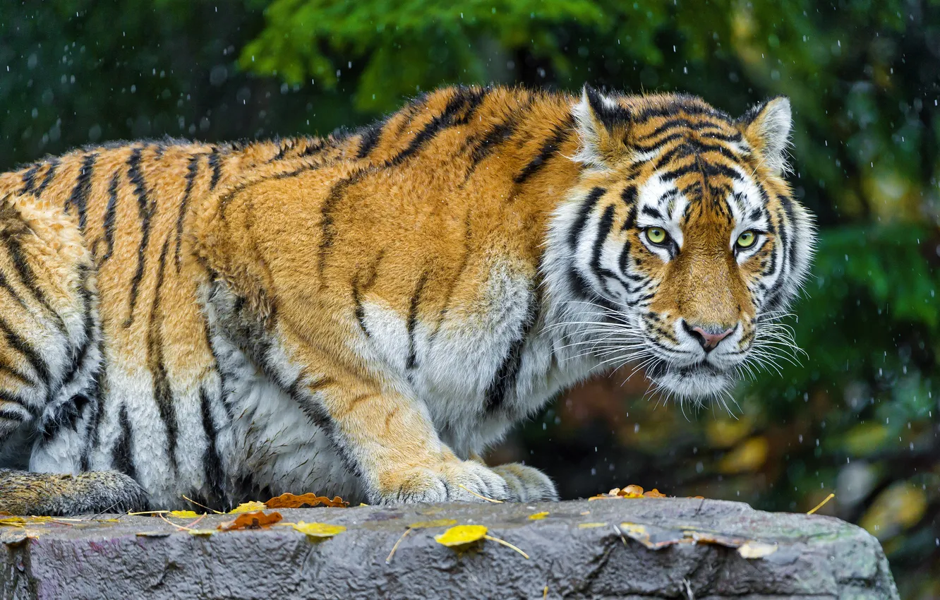 Фото обои кошка, листья, снег, камень, хищник, амурский тигр