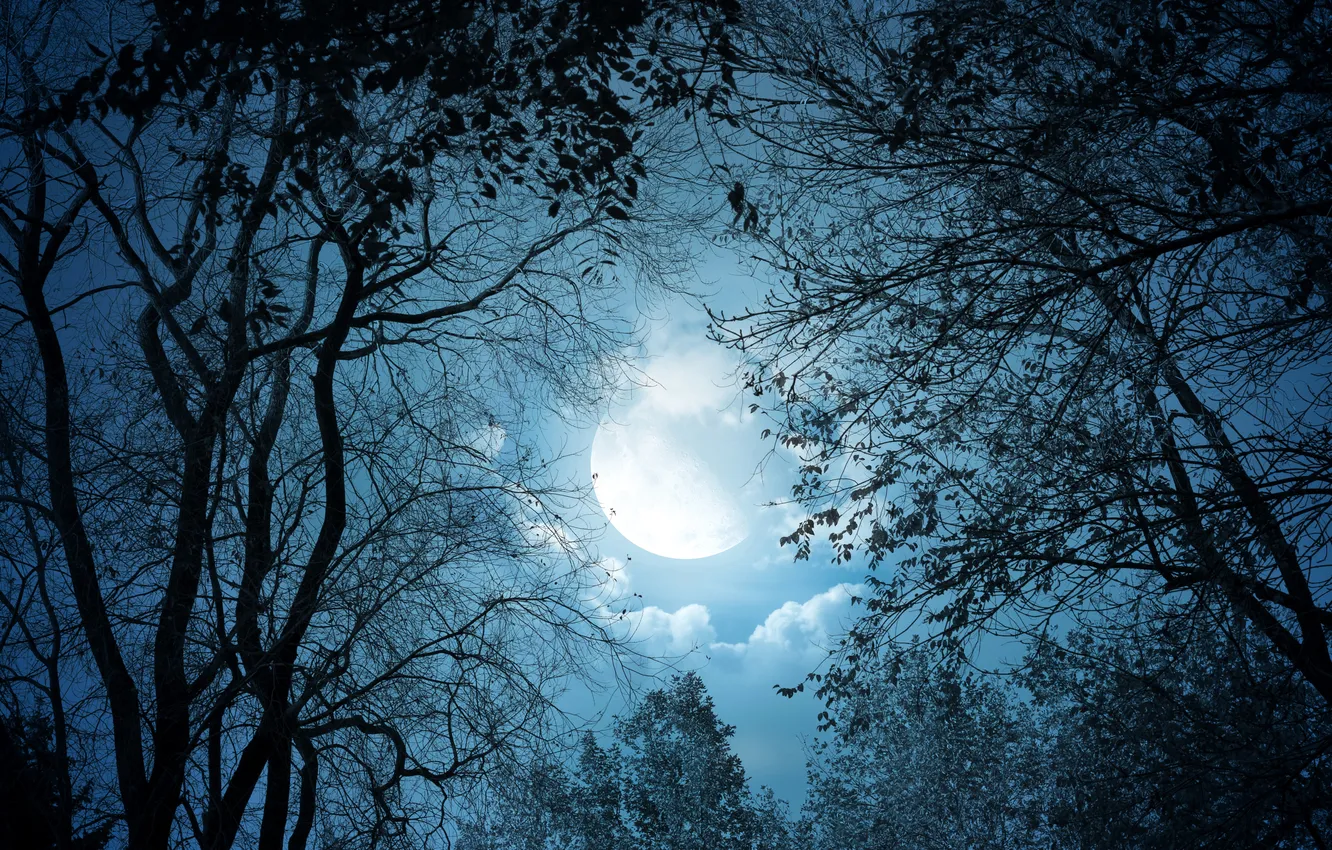 Фото обои небо, деревья, ночь, луна