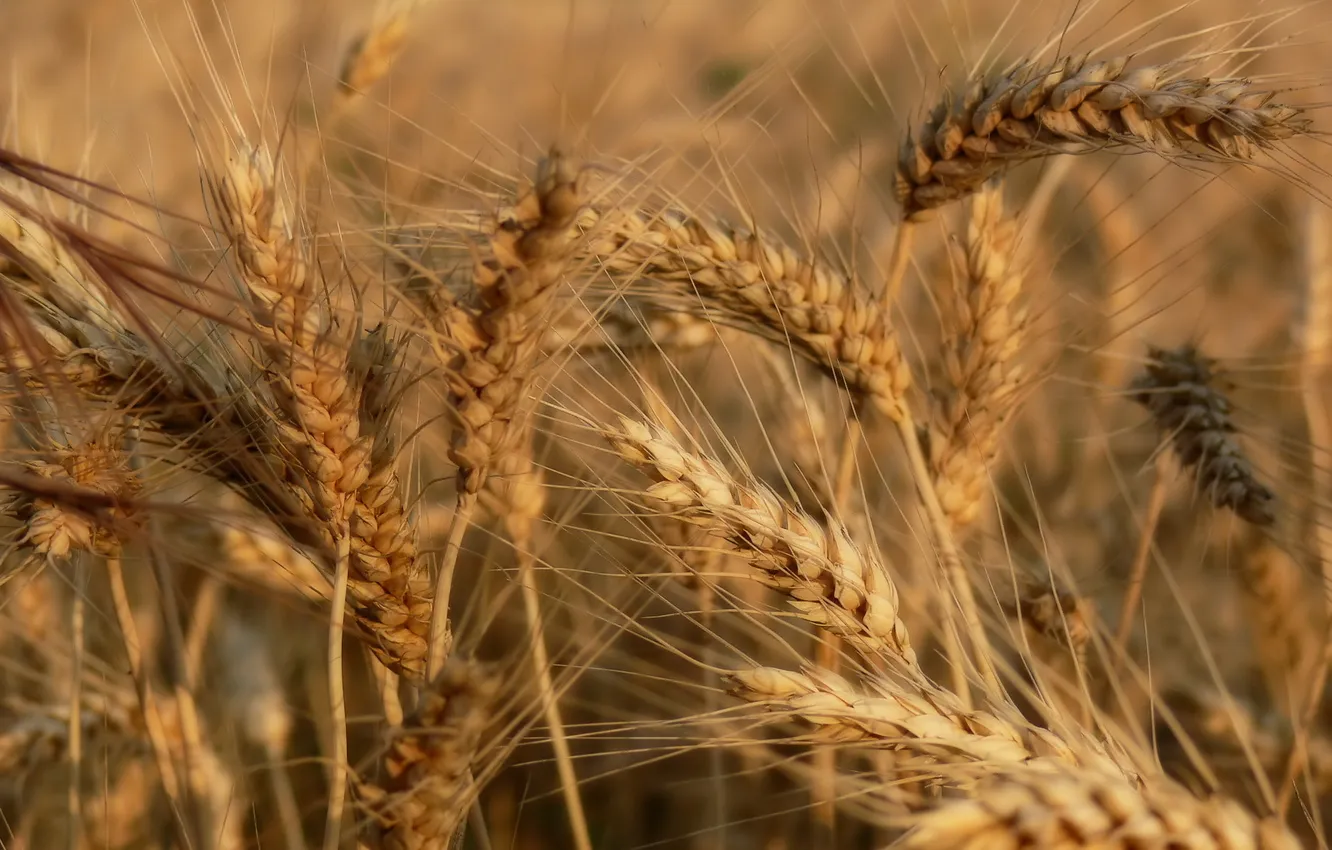 Фото обои лето, колосья, Пшеница