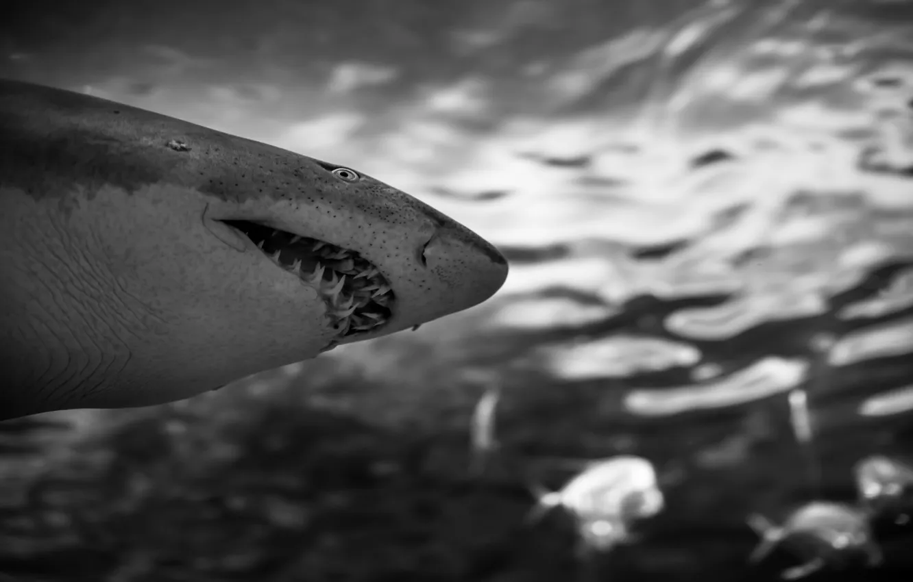 Фото обои вода, природа, Shark