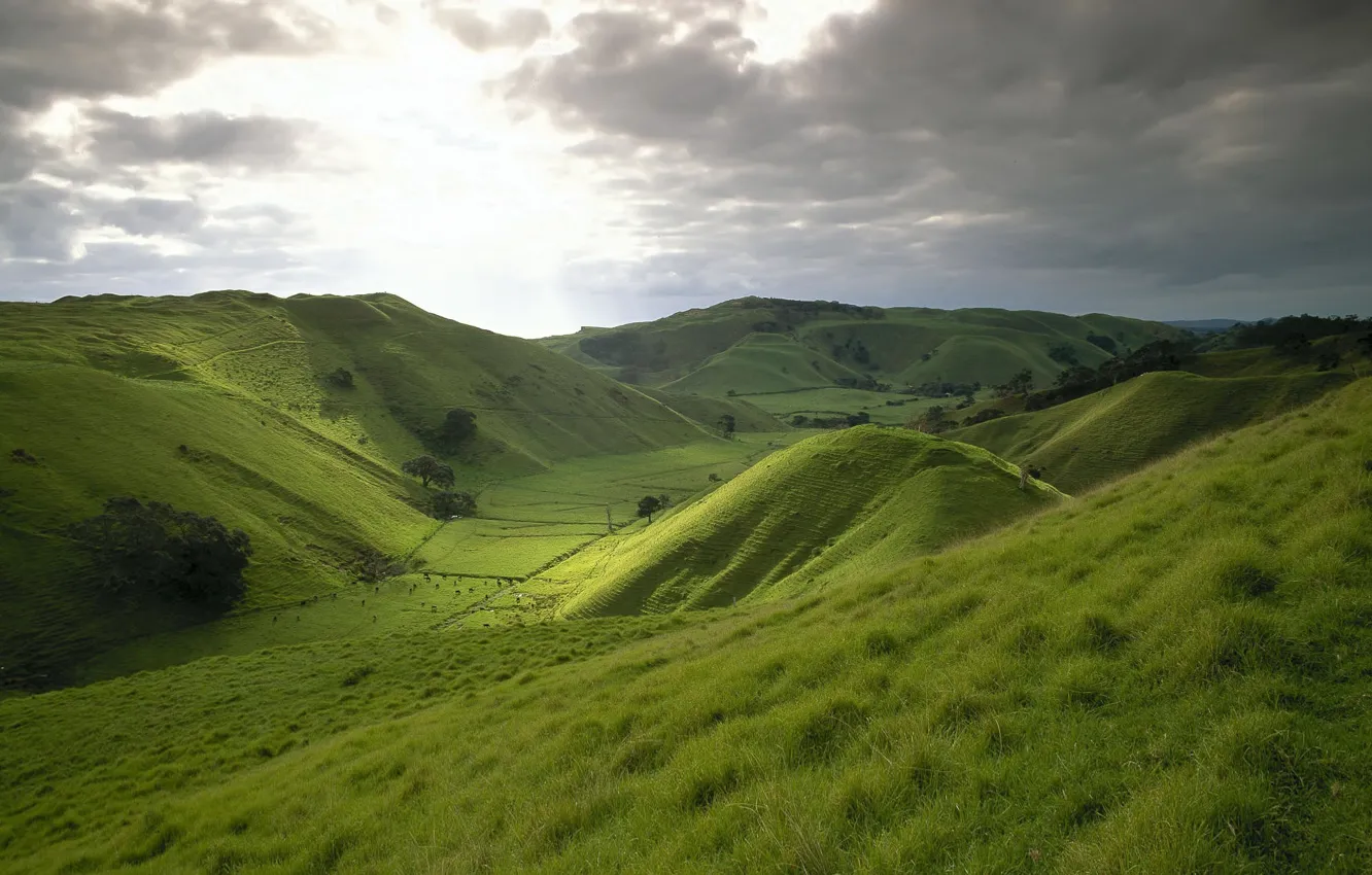Фото обои зелень, поле, небо, трава, холмы, луг