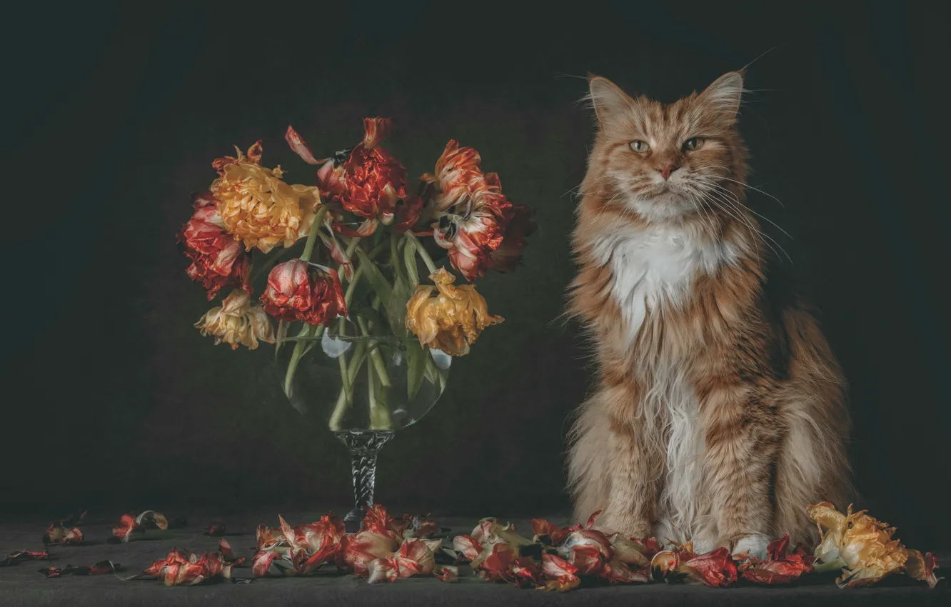 Фото обои кошка, кот, цветы, букет