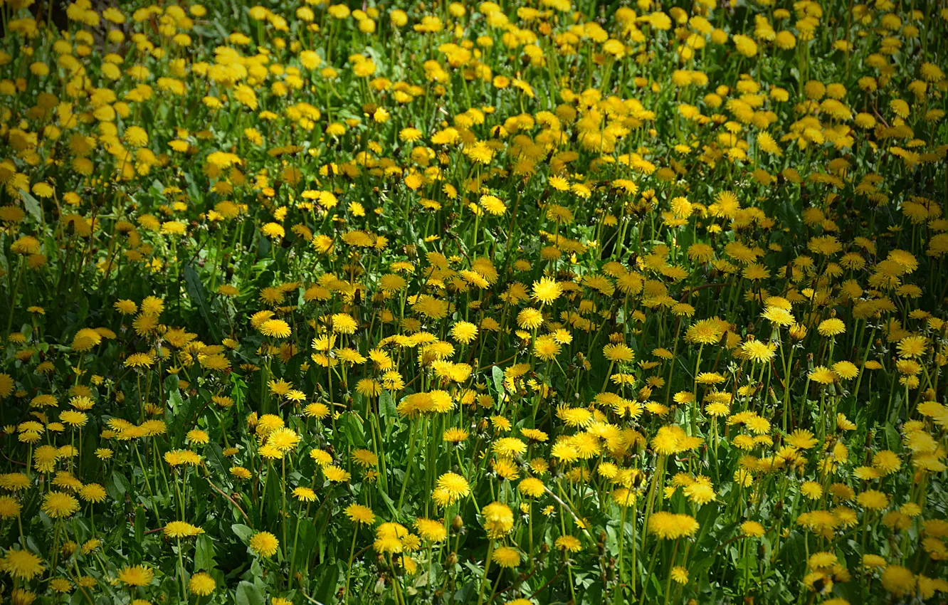 Фото обои Поле, цветочки, field, yellow, жёлтые, flowers