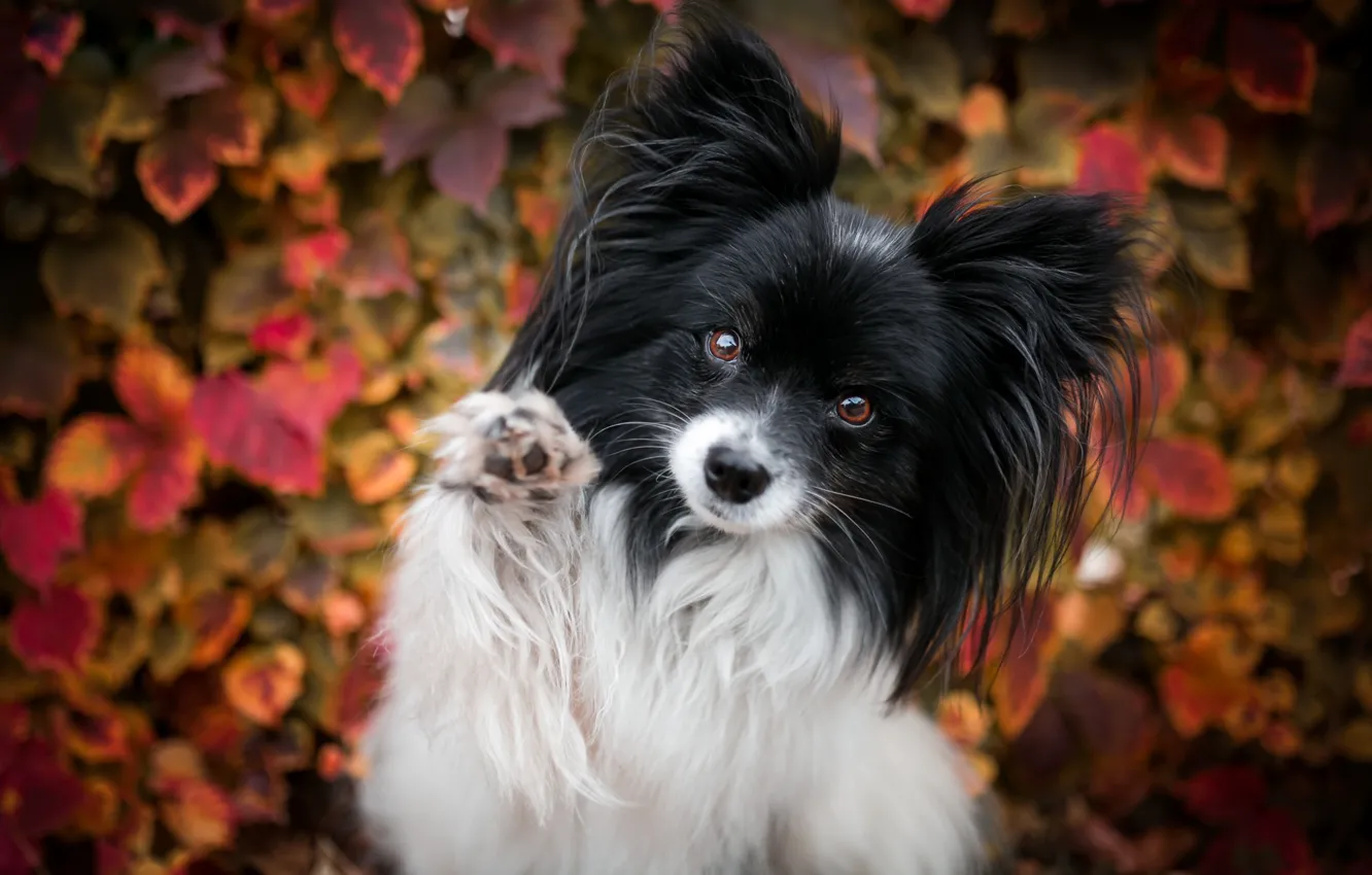 Фото обои осень, листья, поза, фон, листва, лапа, портрет, собака