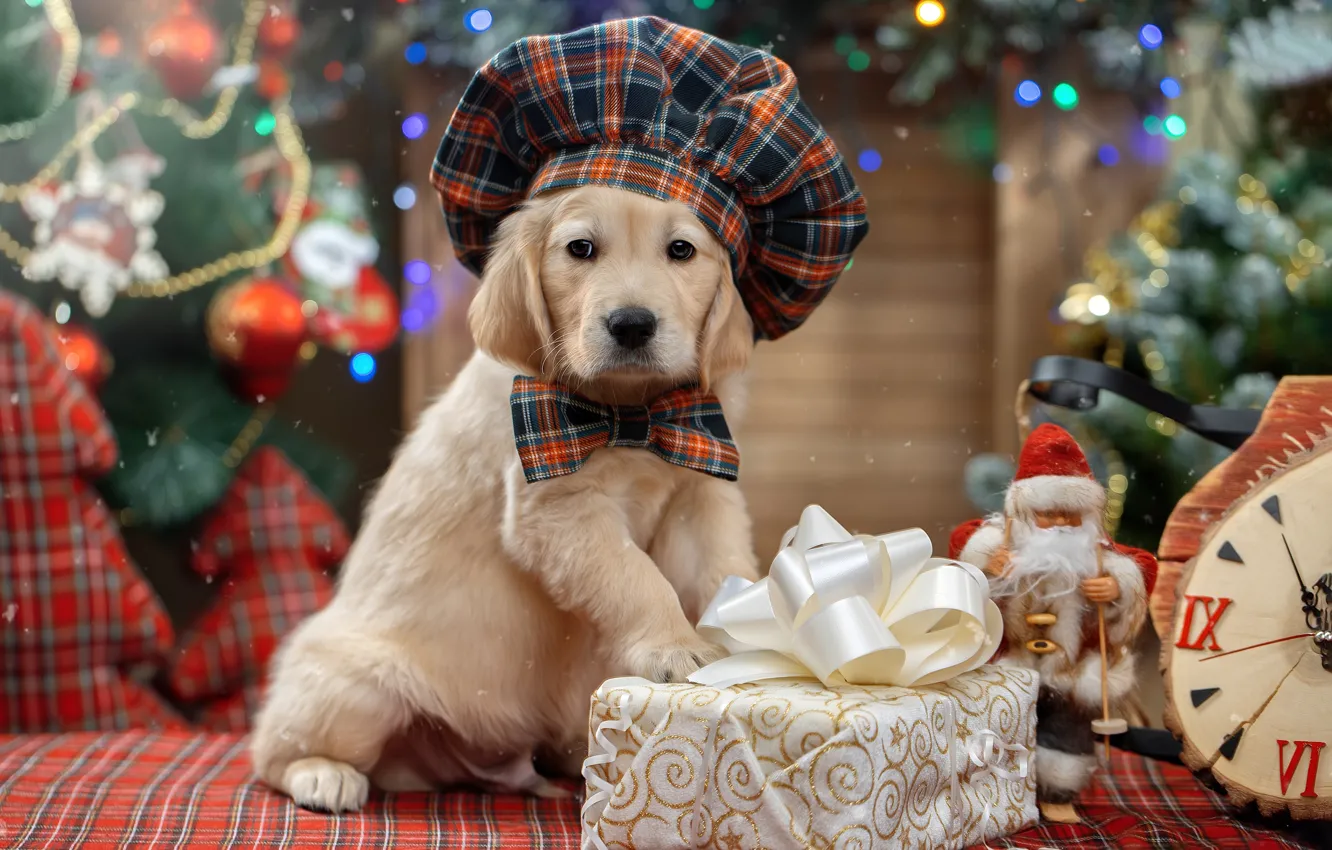Фото обои взгляд, подарок, собака, щенок, Новый год, берет, пёсик, Голден ретривер
