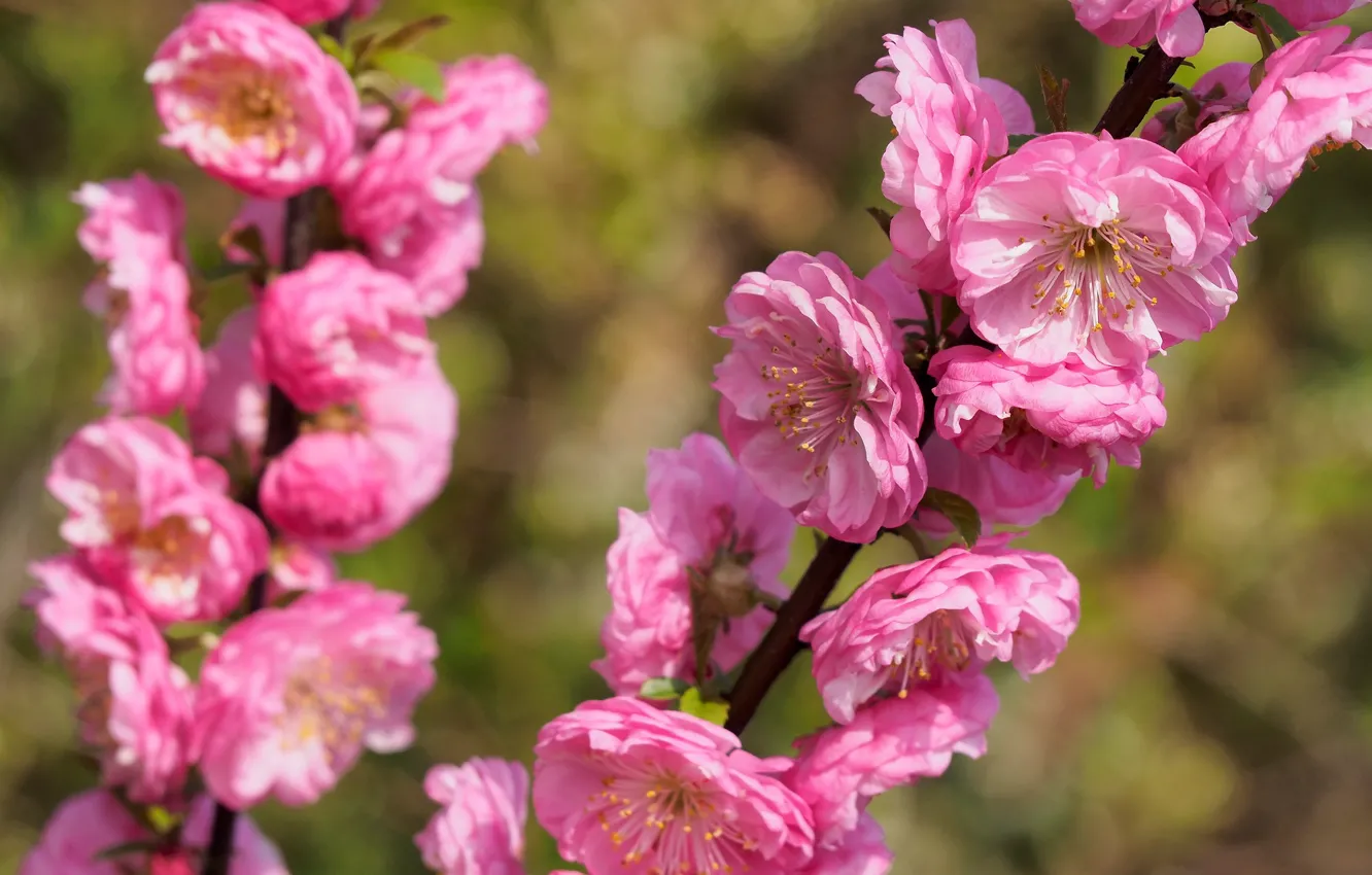 Фото обои Цветы, Весна, Сакура, Цветение