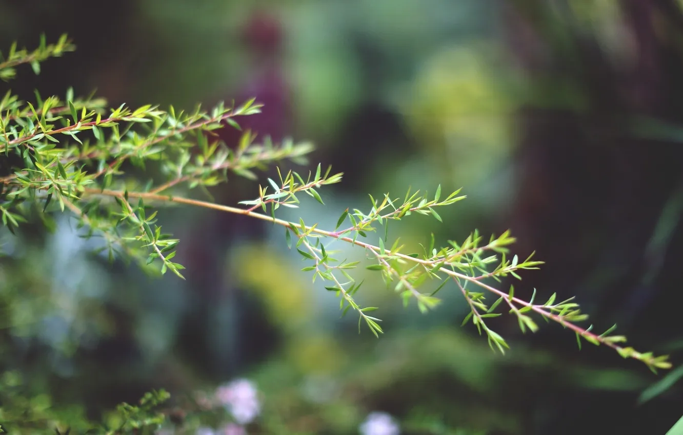 Фото обои листья, макро, ветки, веточка