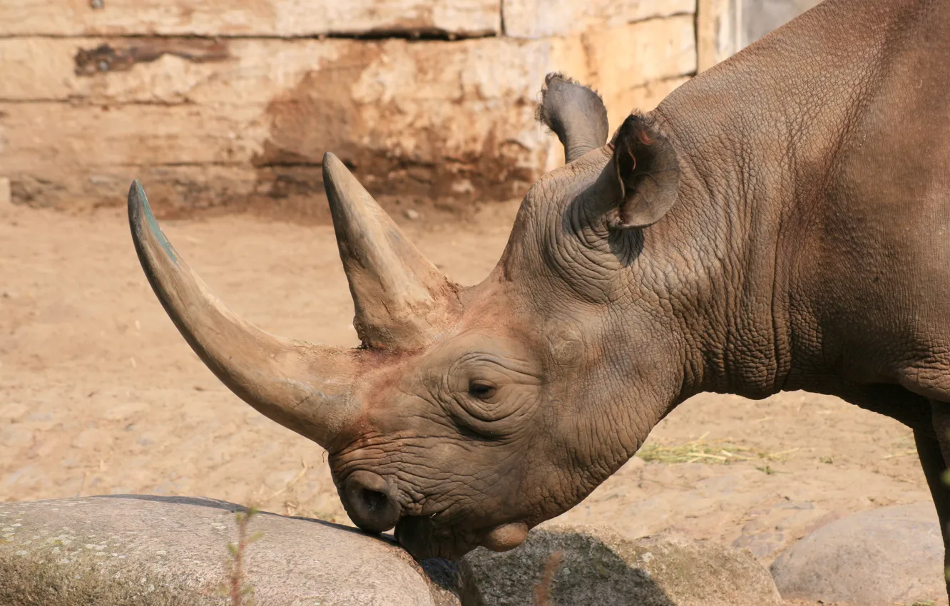 Фото обои камень, осязание, Берлинский зоопарк (Zoologischer Garten Berlin, прикосновение губами, Черный носорог, Berlin Zoological Garden)